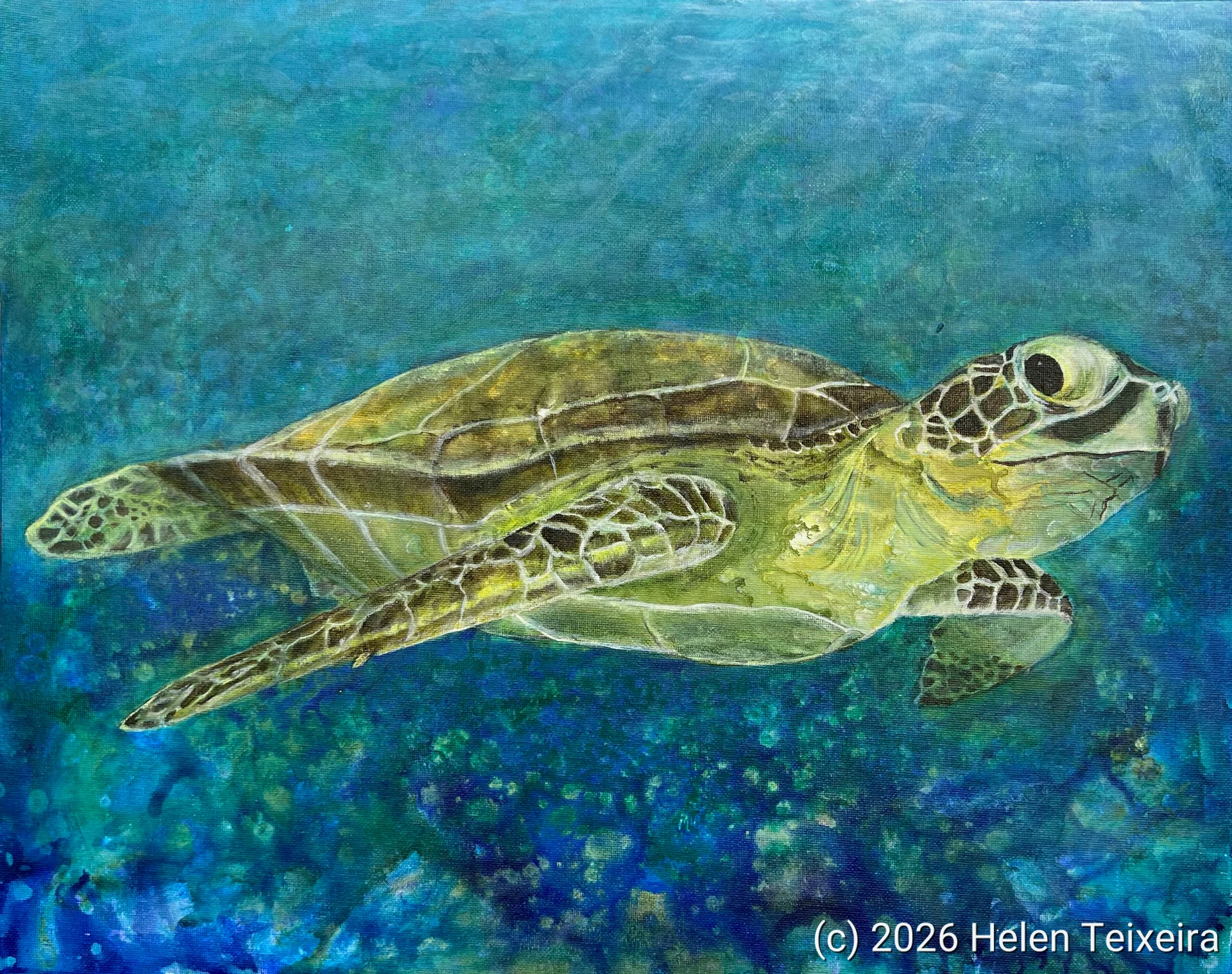 Hawksbill Turtle