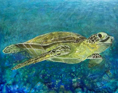 Hawksbill Turtle