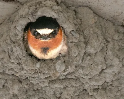 Angry Bird