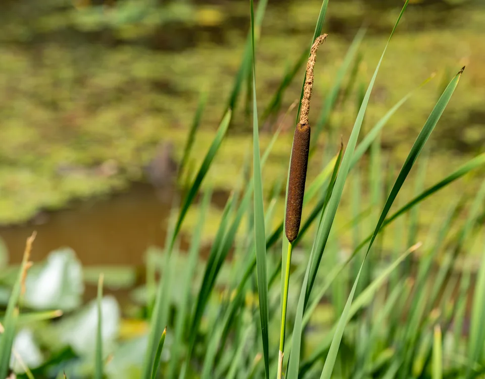 Cattail