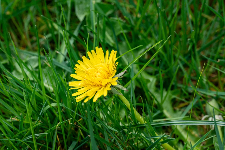 Dandelion Volunteer