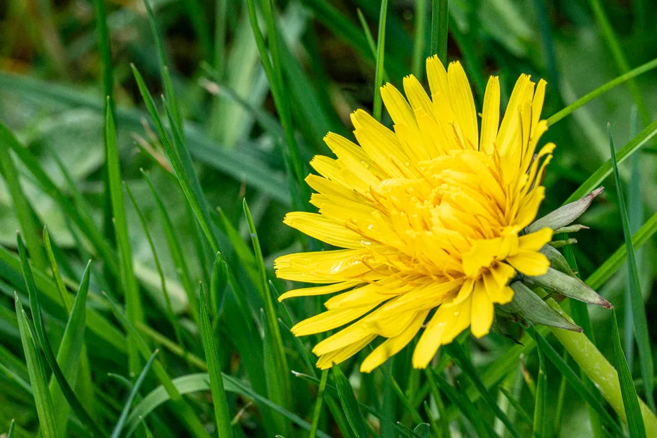 Dandelion Volunteer