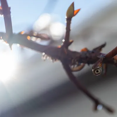 Droplet