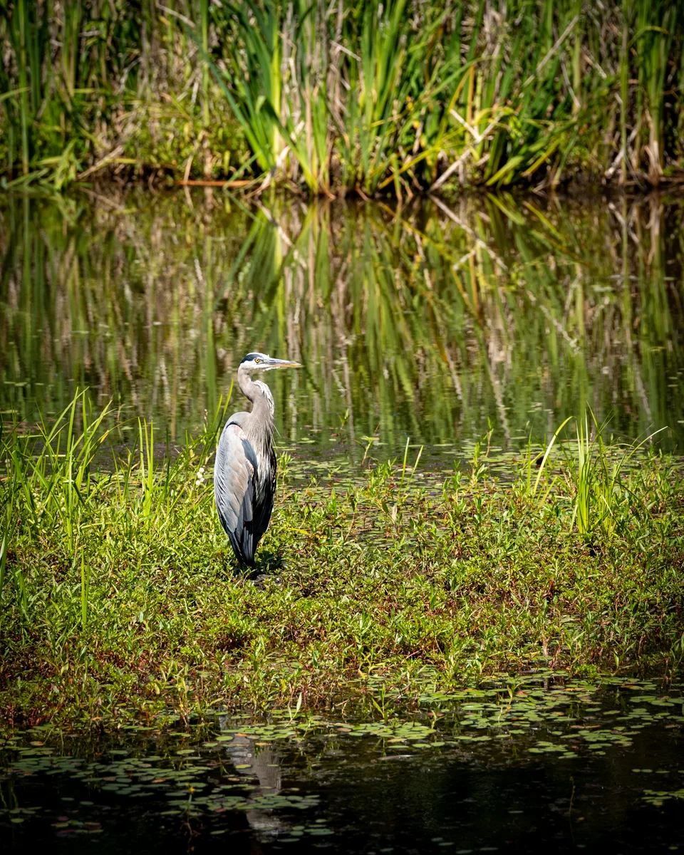 Great Blue Heron