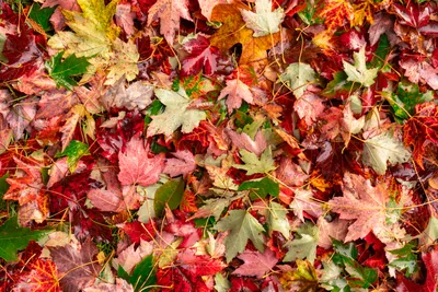 Maple Leaf Autumn