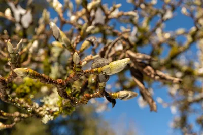 New Growth